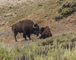 Bison in the Field