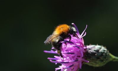 A shaggy bumblebee saddled a purple thistle flower, extracts nectar ...