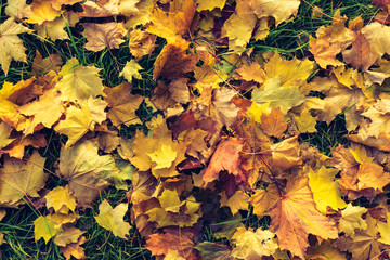 Pattern with colorful leaves