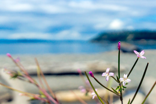 Fringed Willowherb