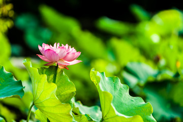 Beautiful  Da Helian lotus in Taipei Botanical Gardentaipei taiwan