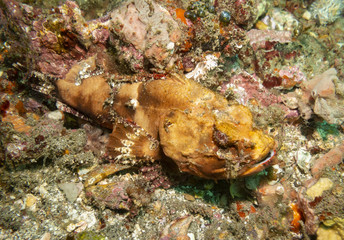 Stonefish, Bali, Indonesia