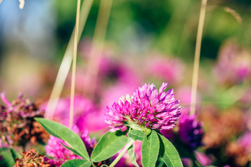 Meadow of Clover Flowers.