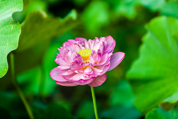 Beautiful  Da Helian lotus in Taipei Botanical Gardentaipei taiwan