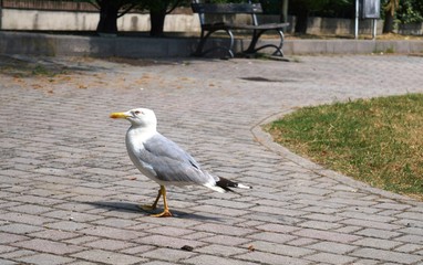 seagull in the park