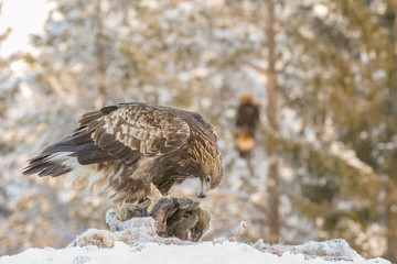 Golden eagle rips pieces of meat from frozen deer carcass