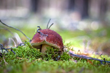 Brown mushroom in autumn forest. Beautiful green moss.