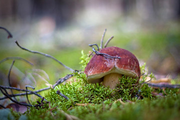 Brown mushroom in autumn forest. Beautiful green moss.