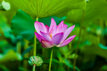 Obraz premium Beautiful Da Helian lotus in Taipei Botanical Gardentaipei taiwan