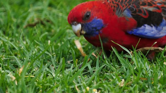 A crimson rosella parrot forages for food on the ground in Australia.