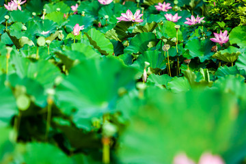Beautiful  Da Helian lotus in Taipei Botanical Gardentaipei taiwan