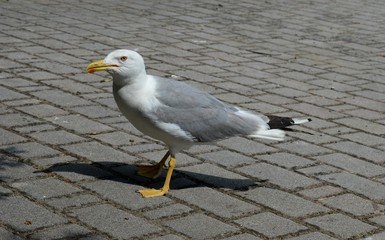 seagull in the park
