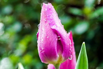 Rain-covered Tulip