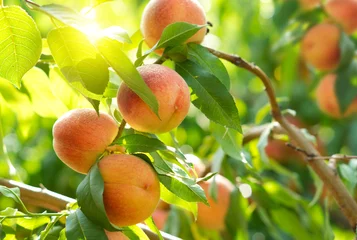 Zelfklevend Fotobehang Ripe peaches on a tree in a fruit garden. © yevgeniy11