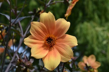 Closeup photograph of an orange dahlia flower.