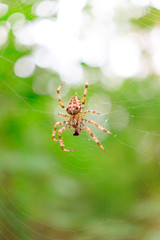 A Spider On A Web