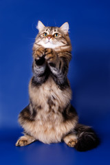 Studio photography of a siberian cat on colored backgrounds