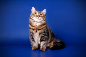 Studio photography of a siberian cat on colored backgrounds