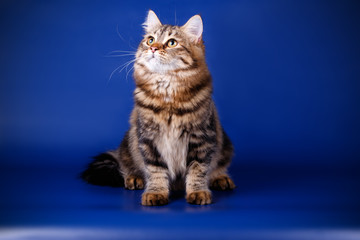 Studio photography of a siberian cat on colored backgrounds