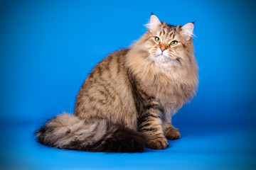 Studio photography of a siberian cat on colored backgrounds