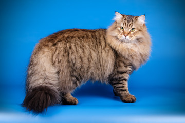 Studio photography of a siberian cat on colored backgrounds © Aleksand Volchanskiy