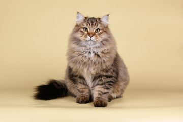 Studio photography of a siberian cat on colored backgrounds