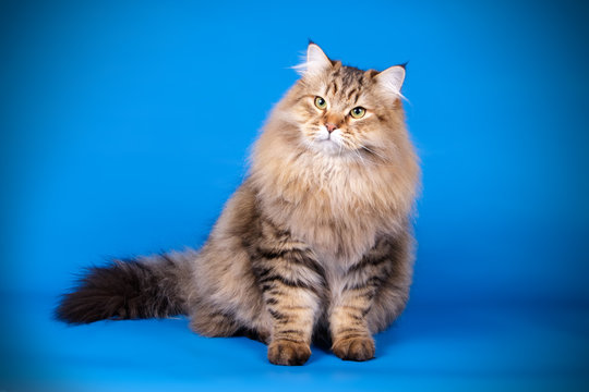 Studio photography of a siberian cat on colored backgrounds