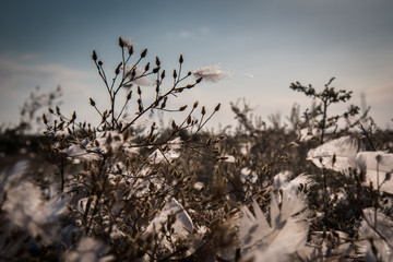 гусиный пух