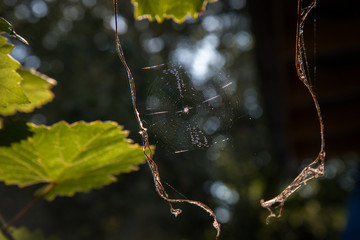 паук осенью