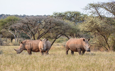 Naklejka premium Three White Rhino