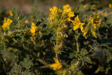 жёлтая колючка