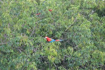Macaws on a Tree