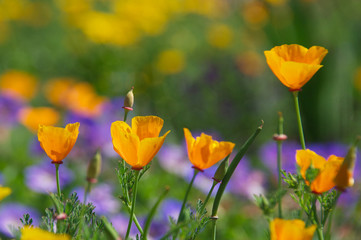 Yellow and purple wildflowers on hillside  © John Nakata