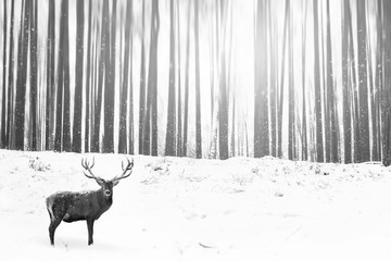 Fototapeta premium Noble deer in the background of a winter fairy forest. Snowfall. Winter Christmas creative image. Minimalism concept. Black and white picture.