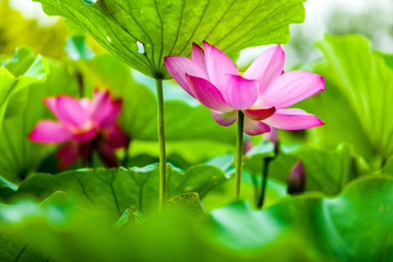 Fototapeta premium Beautiful Da Helian lotus in new taipei taiwan