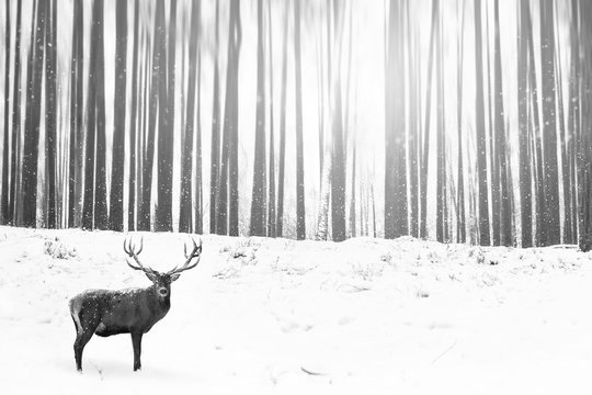 Fototapeta Noble deer in the background of a winter fairy forest. Snowfall. Winter Christmas creative image. Minimalism concept. Black and white picture.