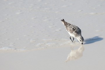 Sandpiper hunting for food on Okaloosa Isand Florida