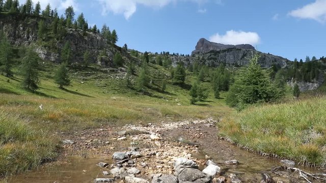 Mountain stream. Alpine landscape, a valley with many pines, the stream and the mountains in the background.