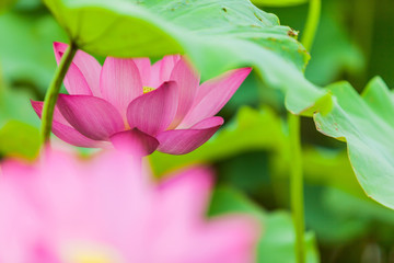 Beautiful  Da Helian lotus in new taipei  taiwan