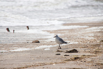 Seagulls on beach.