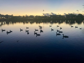 Naklejka premium Ducks swimming in pond at sunrise
