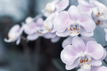 Beautiful delicate orchid flowers shot in soft light