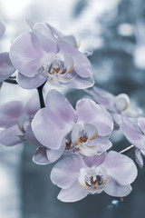 Fototapeta na wymiar Beautiful delicate orchid flowers shot in soft light