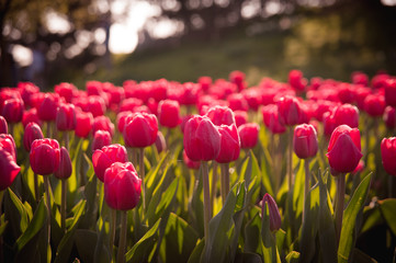 Tulip in Holland flower garden