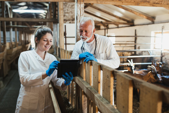 Man and woman veterinarians at large goat farm checking goats's health.