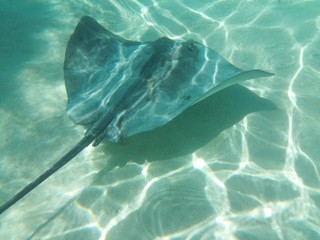 Plongée Tahiti © Sara