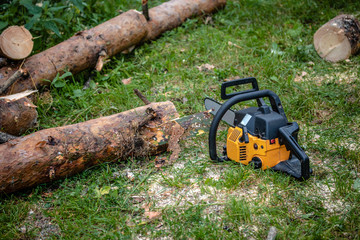 chainsaw stands near freshly cut pine logs
