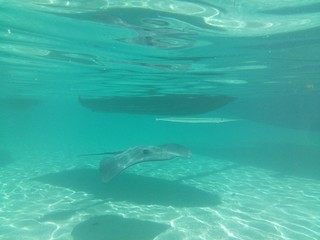 Plong&eacute;e Tahiti