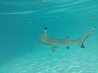 Fototapeta premium Plongée Tahiti