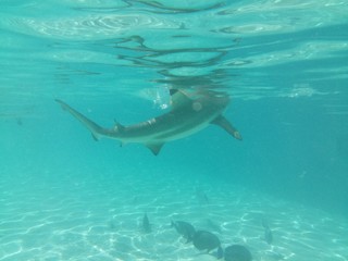 Obraz premium Océan